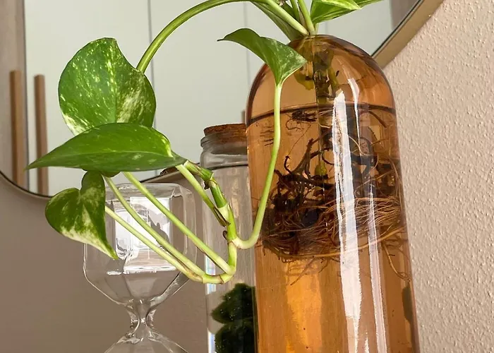 Urban Jungle Апартаменты Селарджус